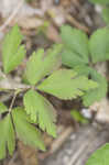 Wood anemone